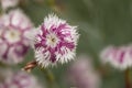 Hainburg spring carnation Dianthus lumnitzeri Tatra Fragrance, close-up of fringed flower